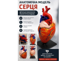 Анатомічна модель серця, 3D друк