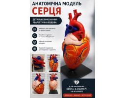 Анатомічна модель серця, 3D друк Анатомічна модель серця, 3D друк
